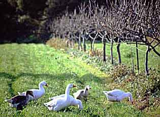 geese in orchard