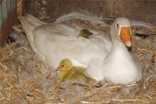 manfred and goslings