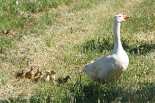 manfred and goslings
