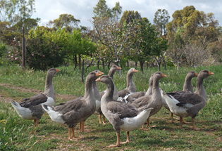 young geese in orchard