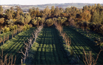 Orchard 1996