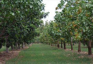 carob orchard