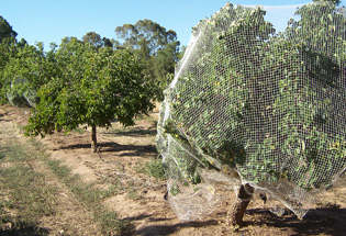 netted trees in orchard