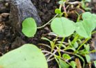 (Nature Festival Event) How to Grow Seedlings from Seeds - for Kids